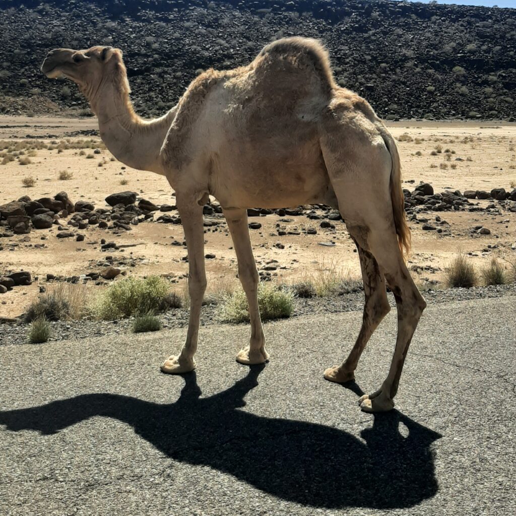 djibouti camel