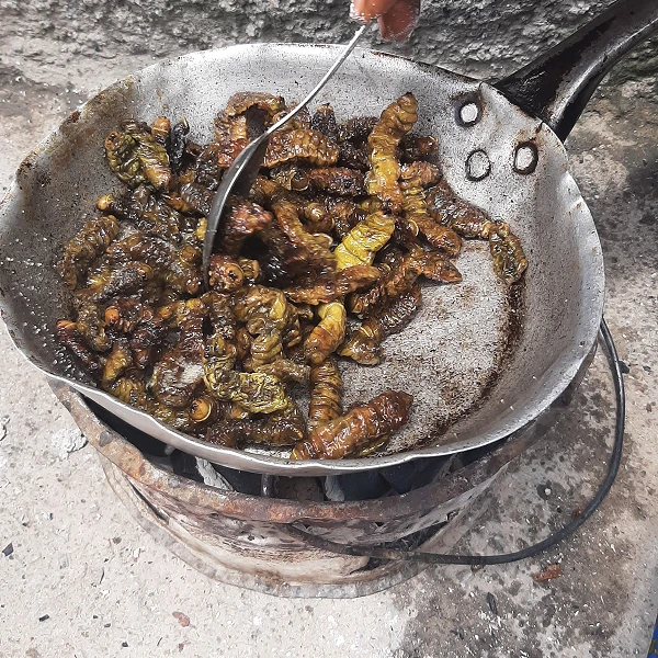 zambia caterpillars