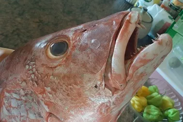 close up of a red snapper with mouth open showing teeth in a kitchen setting
