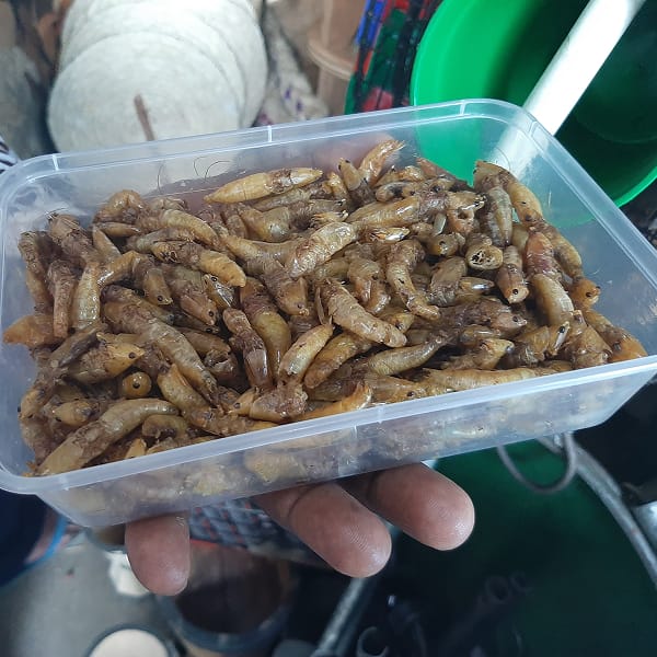nsenene or friend grasshoppers sold in a small plastic container