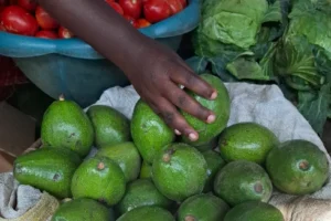 green avocados for sale in kigali
