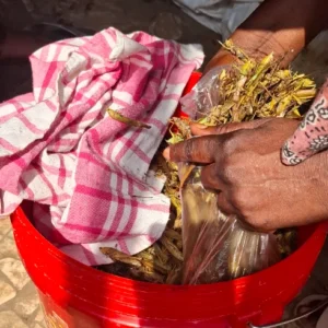 hands taking fried grasshoppers out of a bucket
