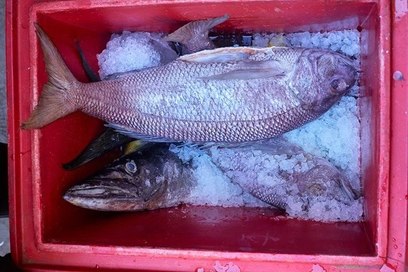 red cooler filled with snapper and barracuda on ice