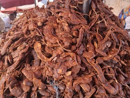 fresh tamarind fruit
